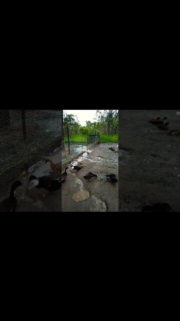 Good Morning Ducks 14th January 2023