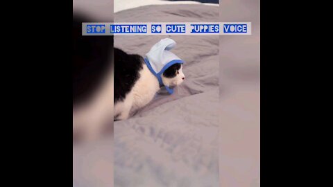 Stop listening Cute Puppies 😍 Slow Laughing 🤣🤣🤣