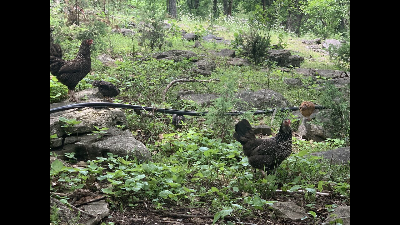 Momma Chicken and babies with a Sara-gent mother trying to take her babies.