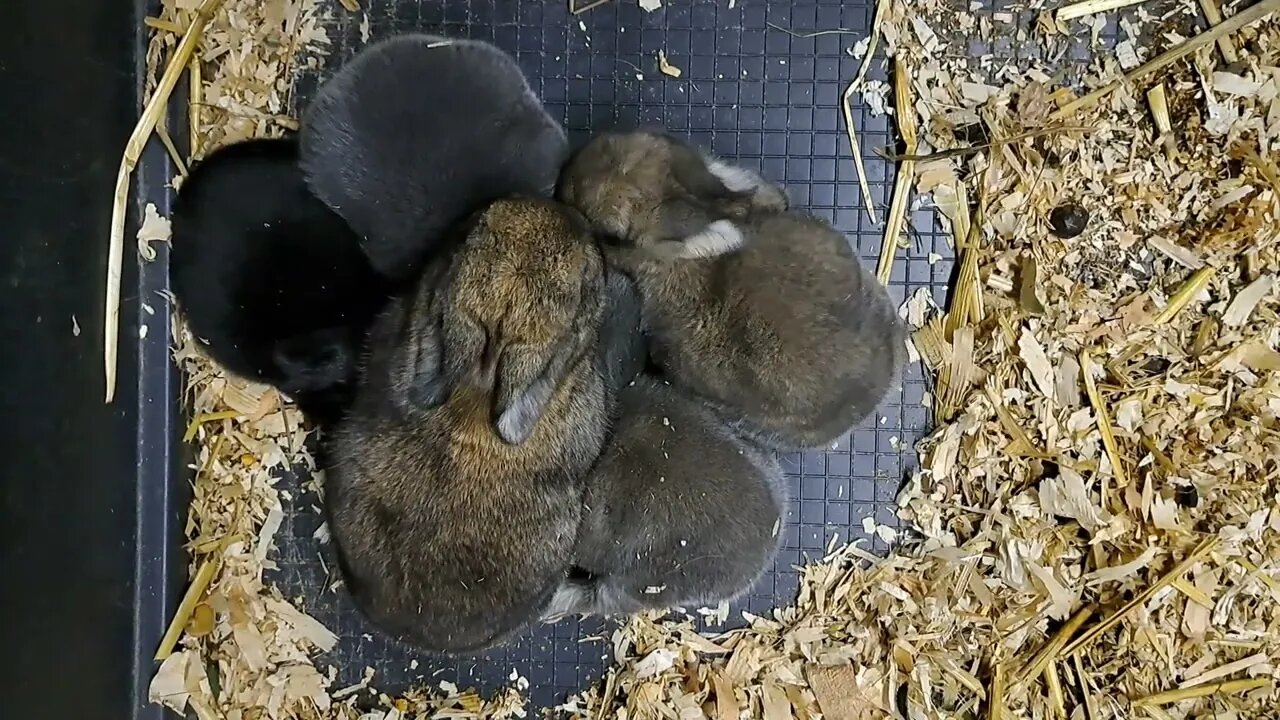 cute BLUE VIENNA x Californian BABY RABBITS KITS 15 DAYS OLD: Blue Black Agouti/Isabella. konijntjes