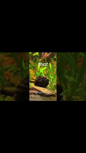 Convert Waste into Food - Ecosystem Aquarium is the BEST