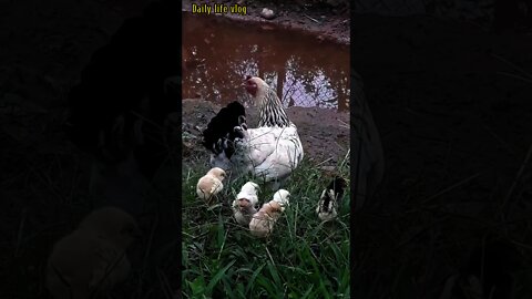 mother chicken /☆\/☆\ Daily life vlog