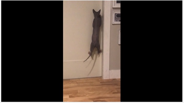 Problem-Solving Cat Learns How To Open Doors