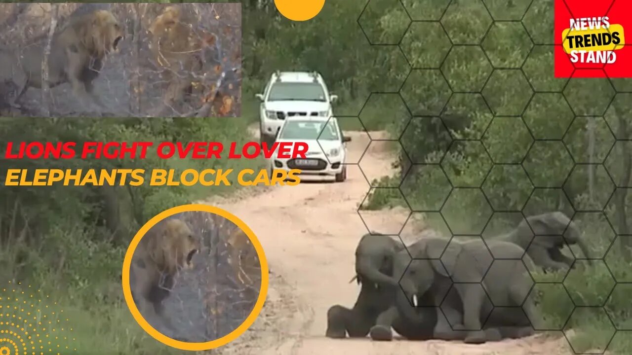 nature beautiful wildlife scene, Elephant are blocking cars in the forest, Lions Fight over Lover