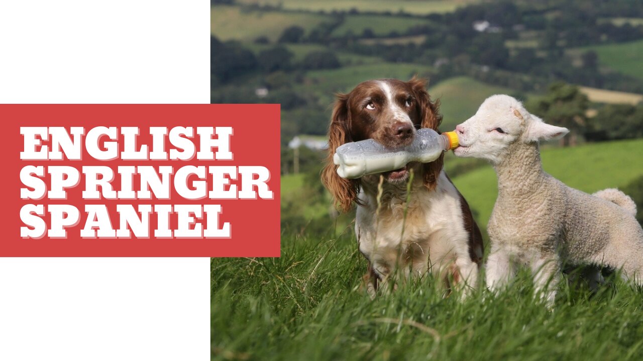 English Springer Spaniel 🐶🐕10 Things you should know about English Springer Spaniel