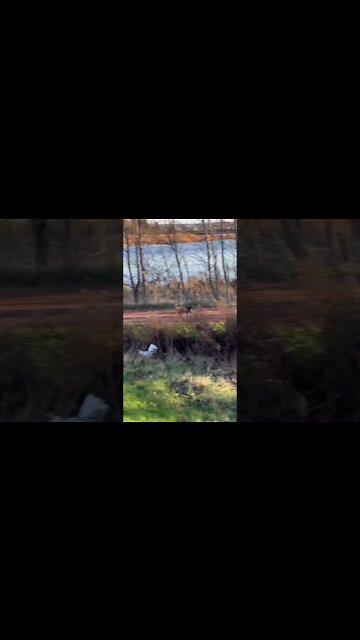 Sneaking up on a wild Cat 🐈‍⬛