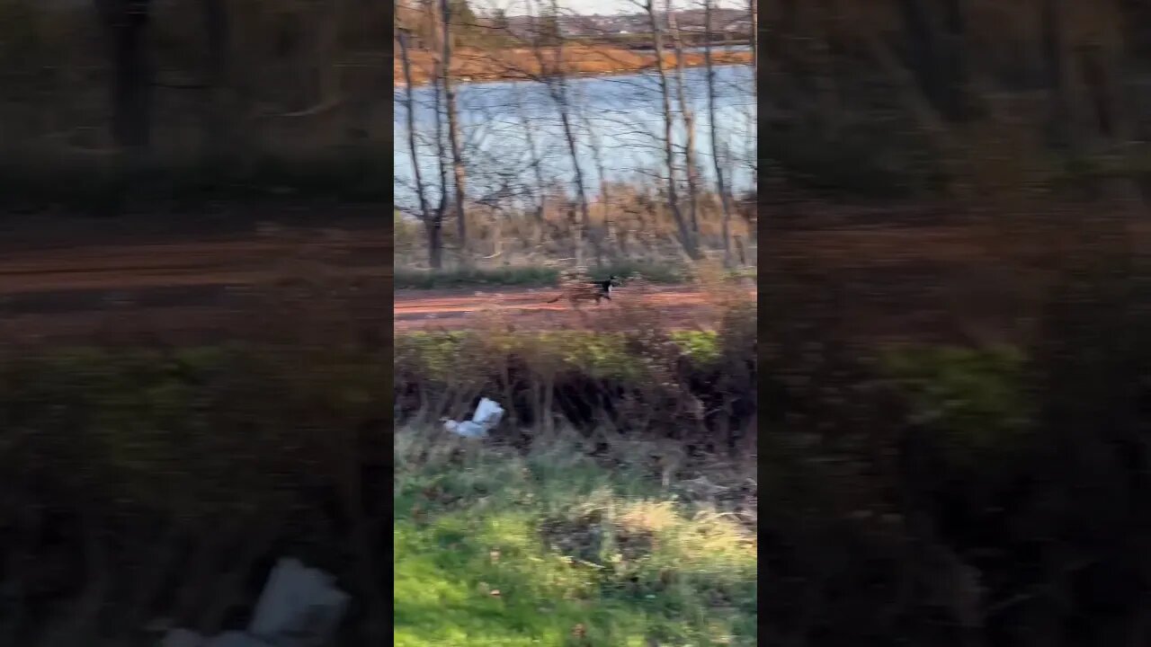 Sneaking up on a wild Cat 🐈‍⬛