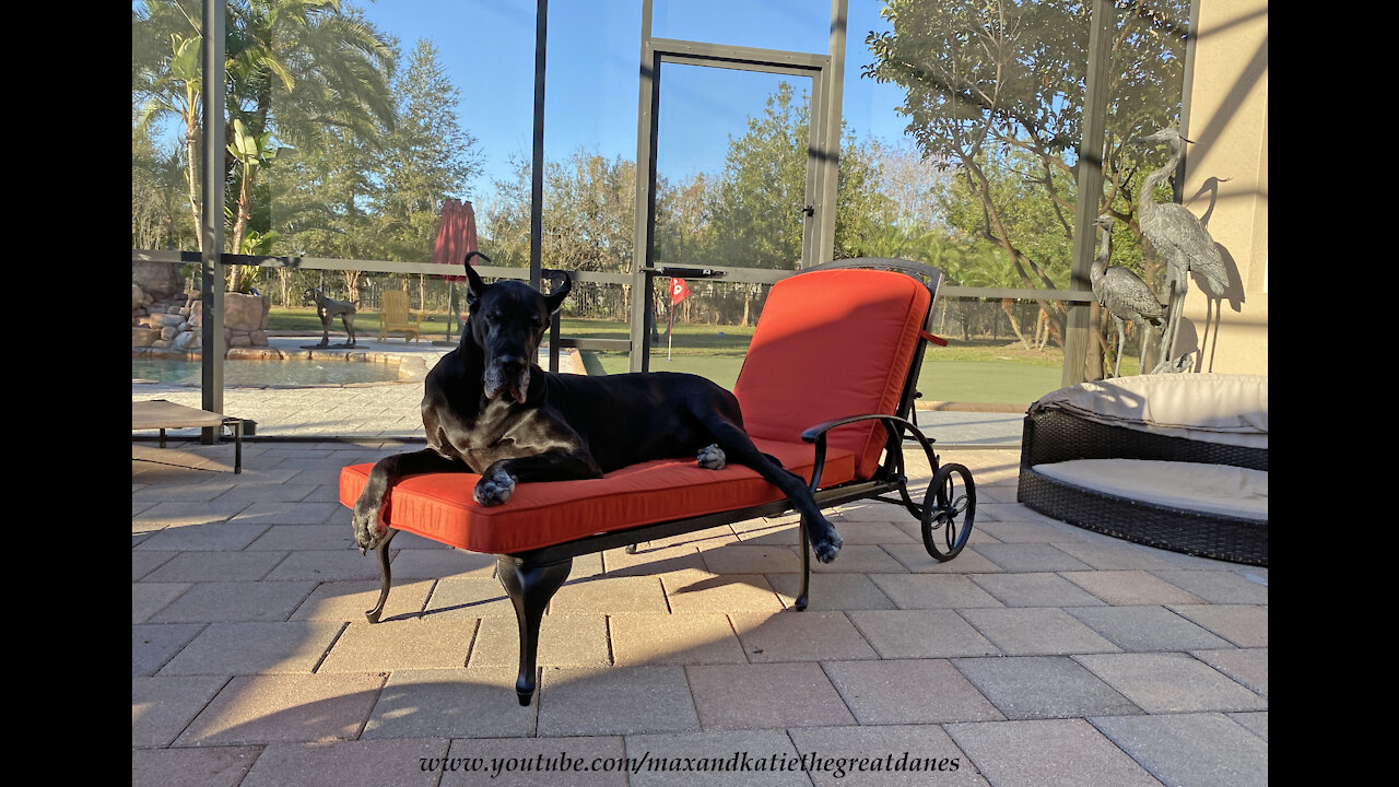 Happy Great Dane Makes Herself Comfy On Patio Chaise Lounger