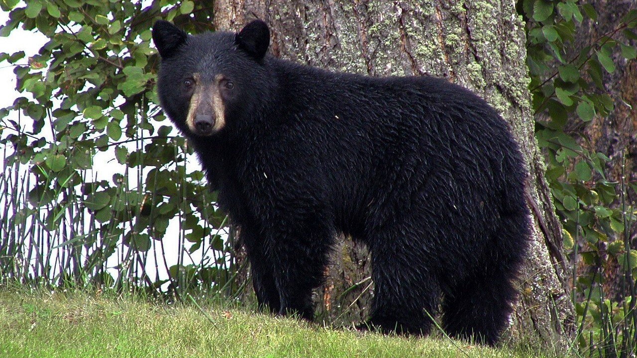 BLACK BEAR - Animals For Kids - Know The Animal