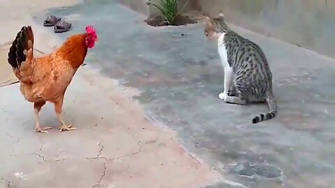 CAT vs Chicken Fight video