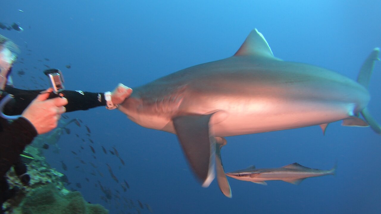 Fearless scuba diver fends off aggressive shark with her bare fist