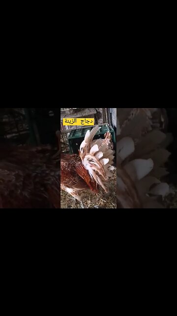 دجاج الزينة كيوت روعة