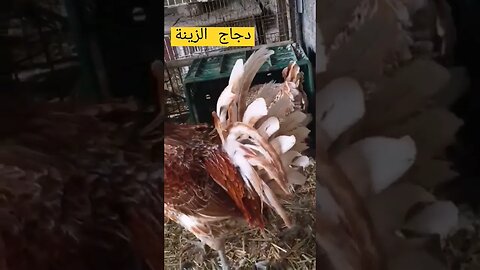 دجاج الزينة كيوت روعة