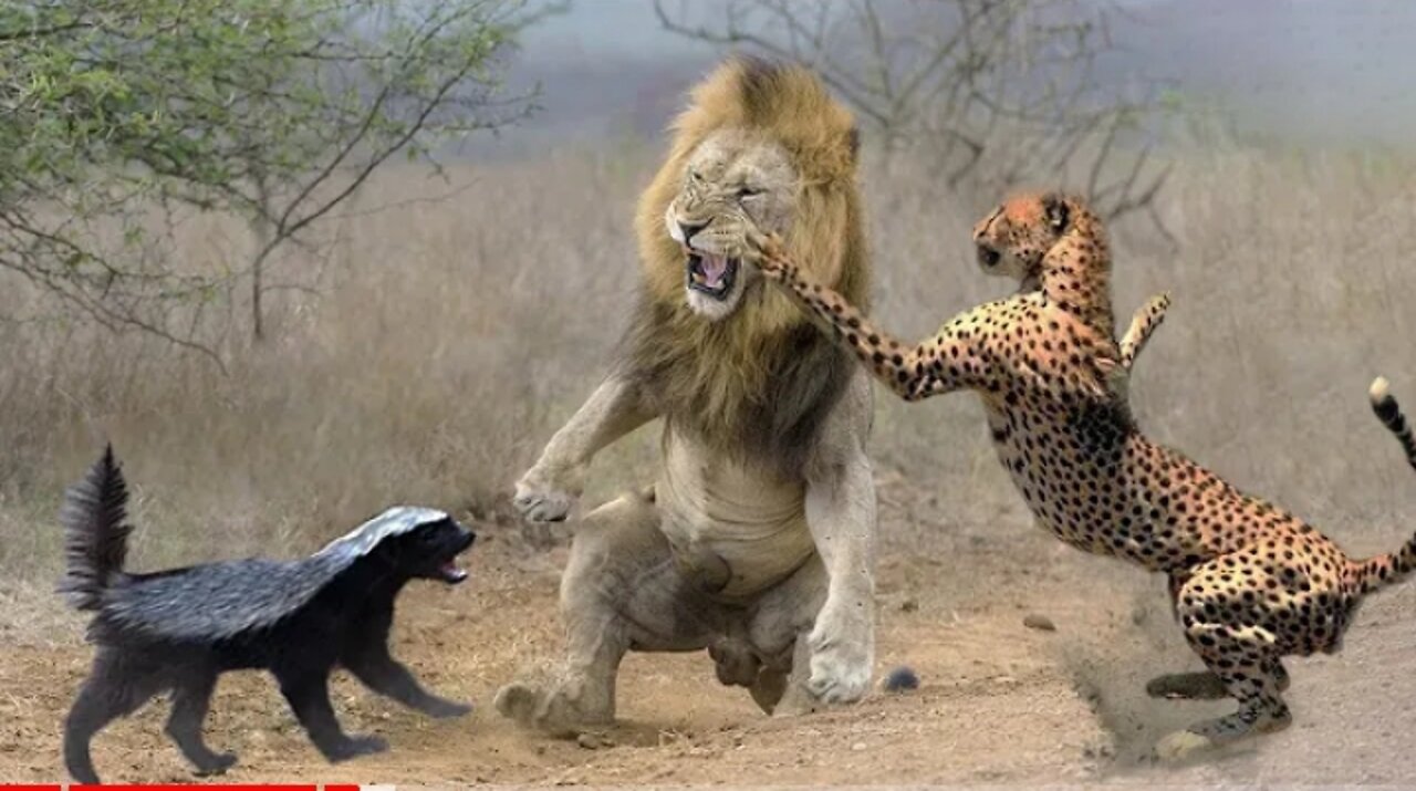 10 Most Aggressive Animals in the World