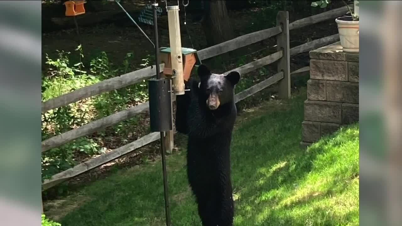 Young bear spotted in Willoughby backyard, captured on camera