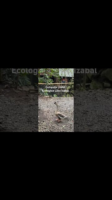 Camping around the World: Guatemala part 6. #overlanding