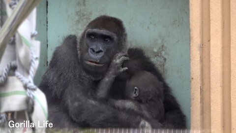 Mom Genki protects Kintaro @gorilla