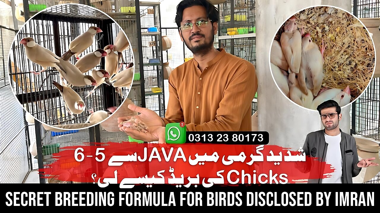 Perfect Breeding Setup for Imran Fawn Java & Doves – Formula for Success