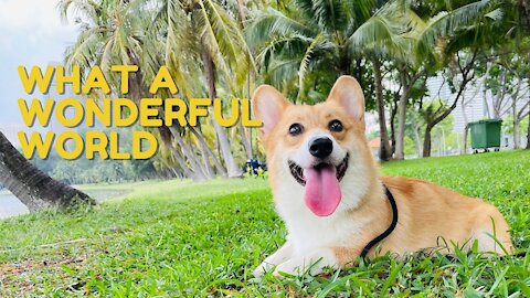 Shinji The Corgi- What a Wonderful World