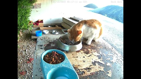 Hunter neighbours cat looking around