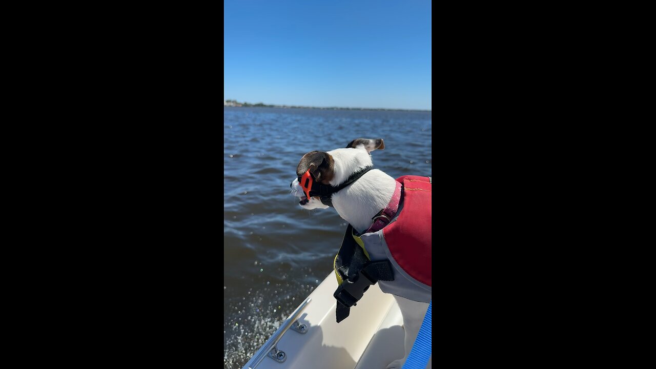 Looking cool in my Doggy goggles