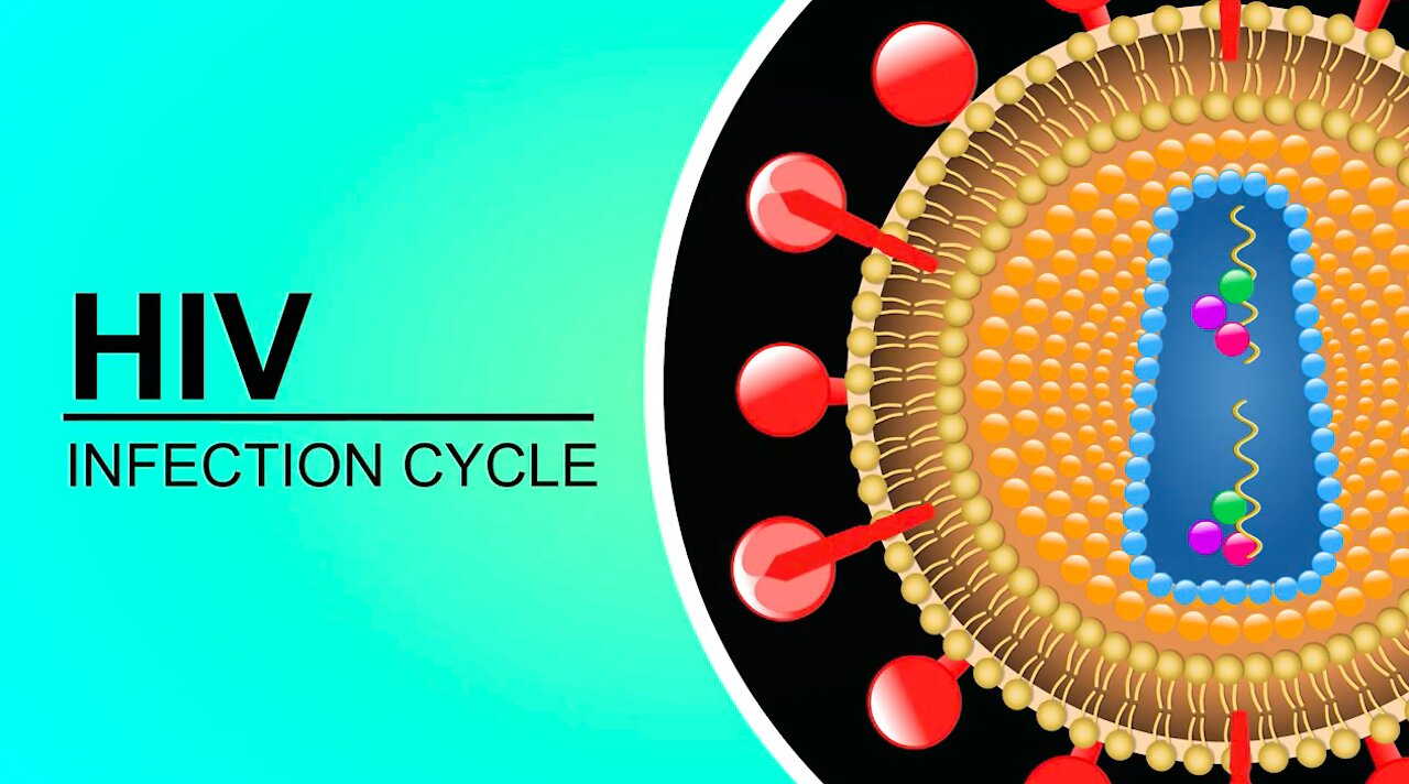 How the HIV Infection Cycle Works