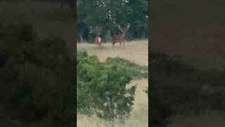 Check out these gorgeous red stag! #shorts #deer #deerhunting