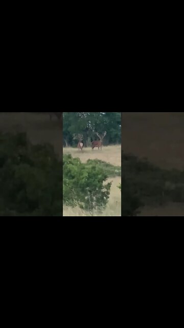 Check out these gorgeous red stag! #shorts #deer #deerhunting