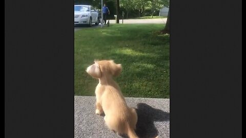 It's So Nice To Come Home To This Dog's Greeting