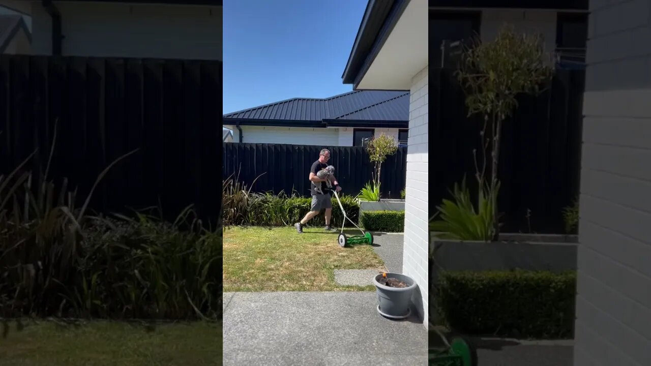 Dog Management when PIXEL won’t stop barking at the Lawnmower￼! #dogshorts
