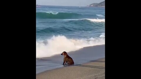 Cute Puppy Waiting On His Owner To Come Back From A Swim #Cute #Puppy