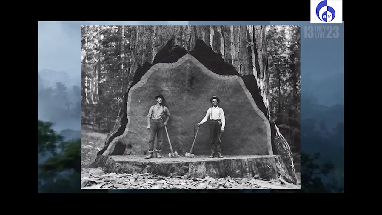 Distortion of history. When the trees were BIG. Part 2