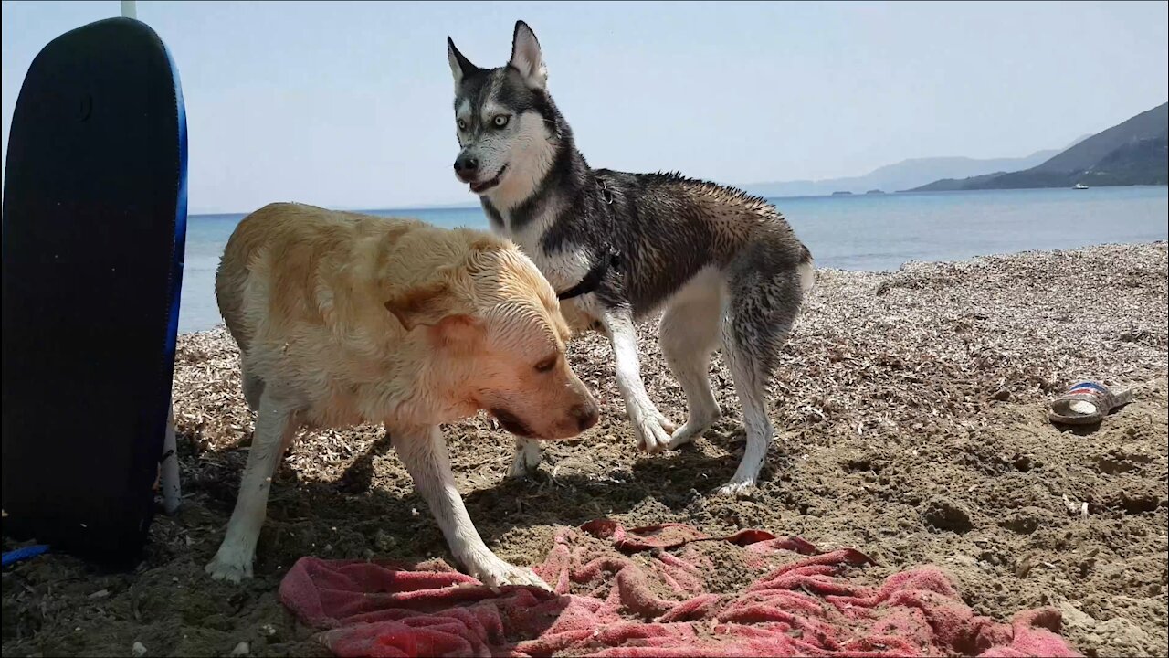 Husky teaches Labrador how to do the Kangaroo at sea!