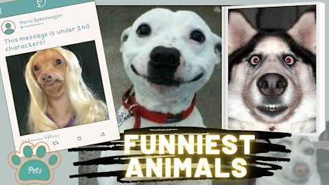 Funniest Animals on the Internet