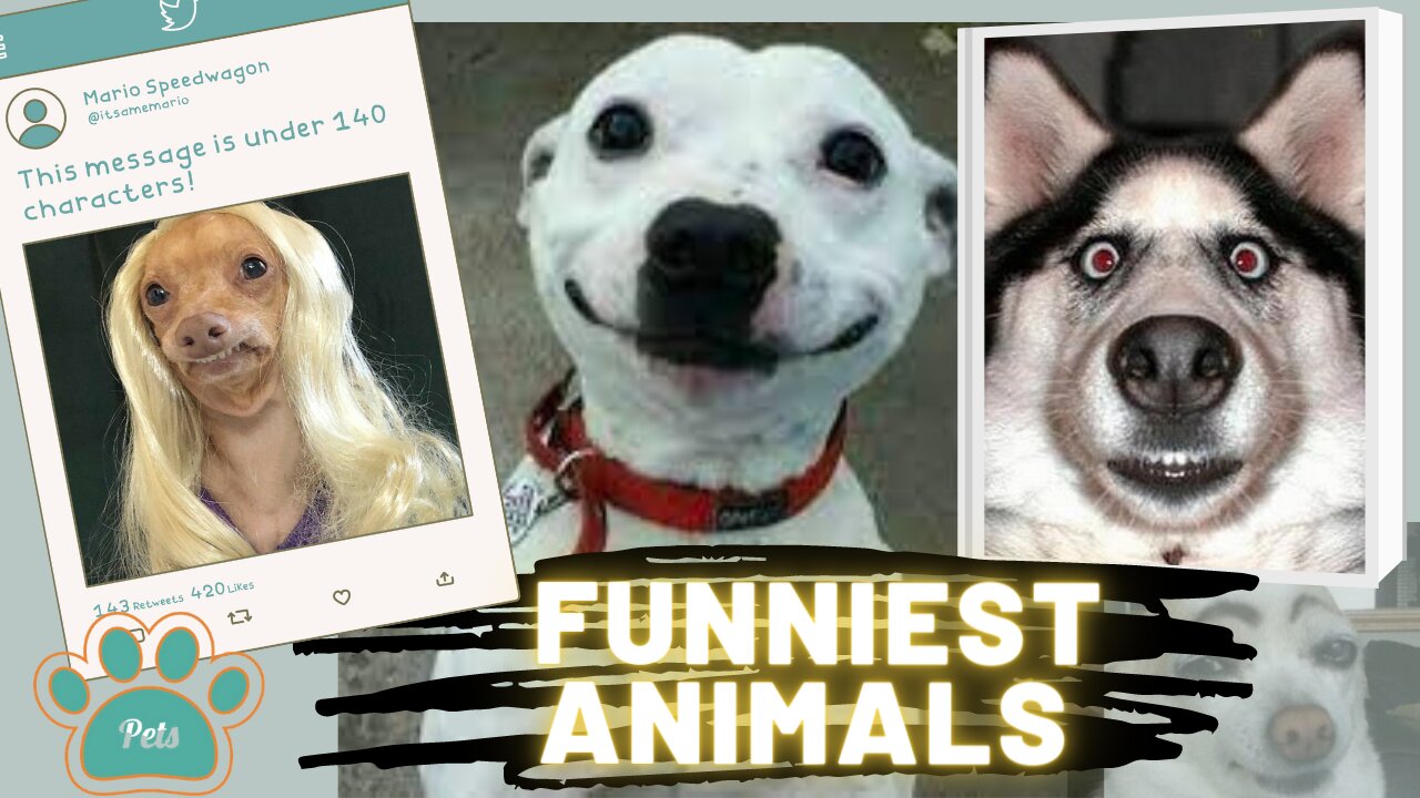 Funniest Animals on the Internet