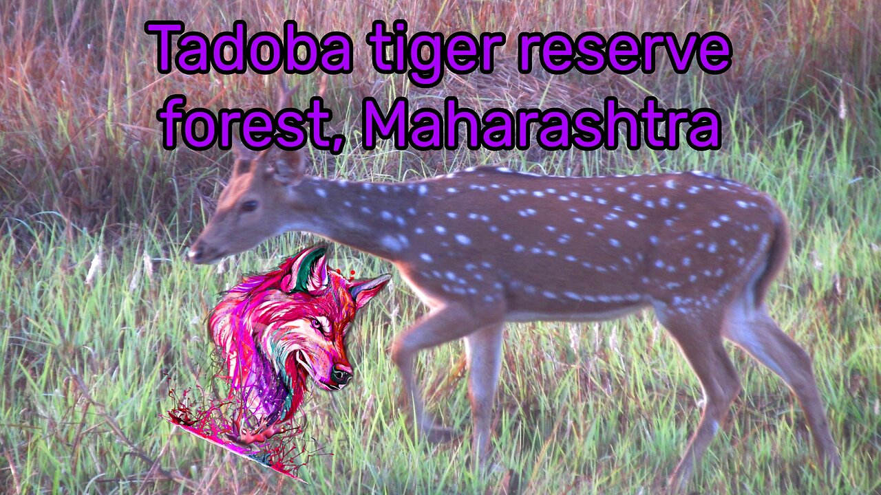 Tiger reserve forest, Tadoba, Maharashtra