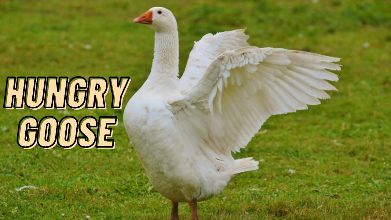 Hungry Goose Cute Video By Kingdom Of Awais