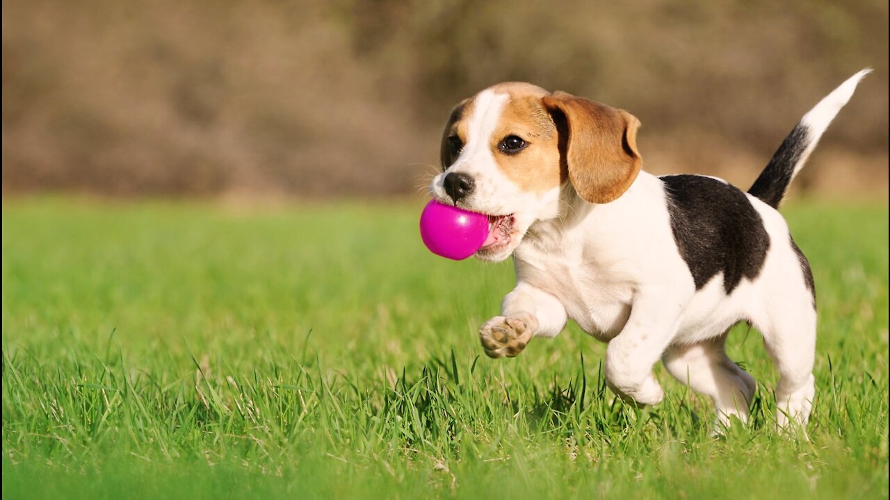 HOW TO TRAIN YOUR PUPPIES FOR DISCIPLINE | 3 MONTHS OLD ROTTWEILER PUPPY TRAINING | DOG