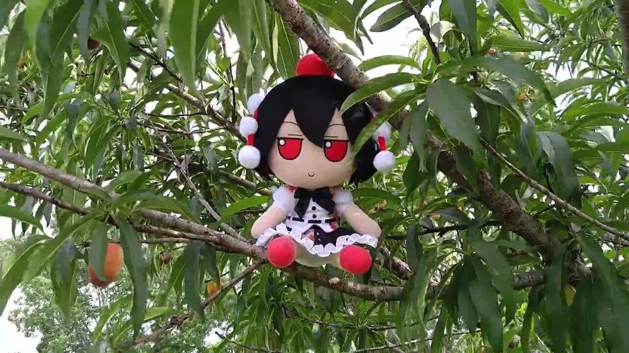 Aya fumo relaxing in a tree