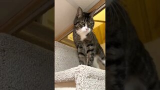 Cute Cat Compilation! My Sweet Hunter