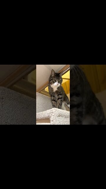 Cute Cat Compilation! My Sweet Hunter