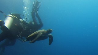 Sea turtle casually swims through group of scuba divers