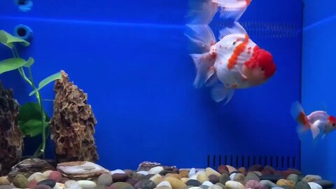 Goldfish kingdom Beautiful oranda54 3