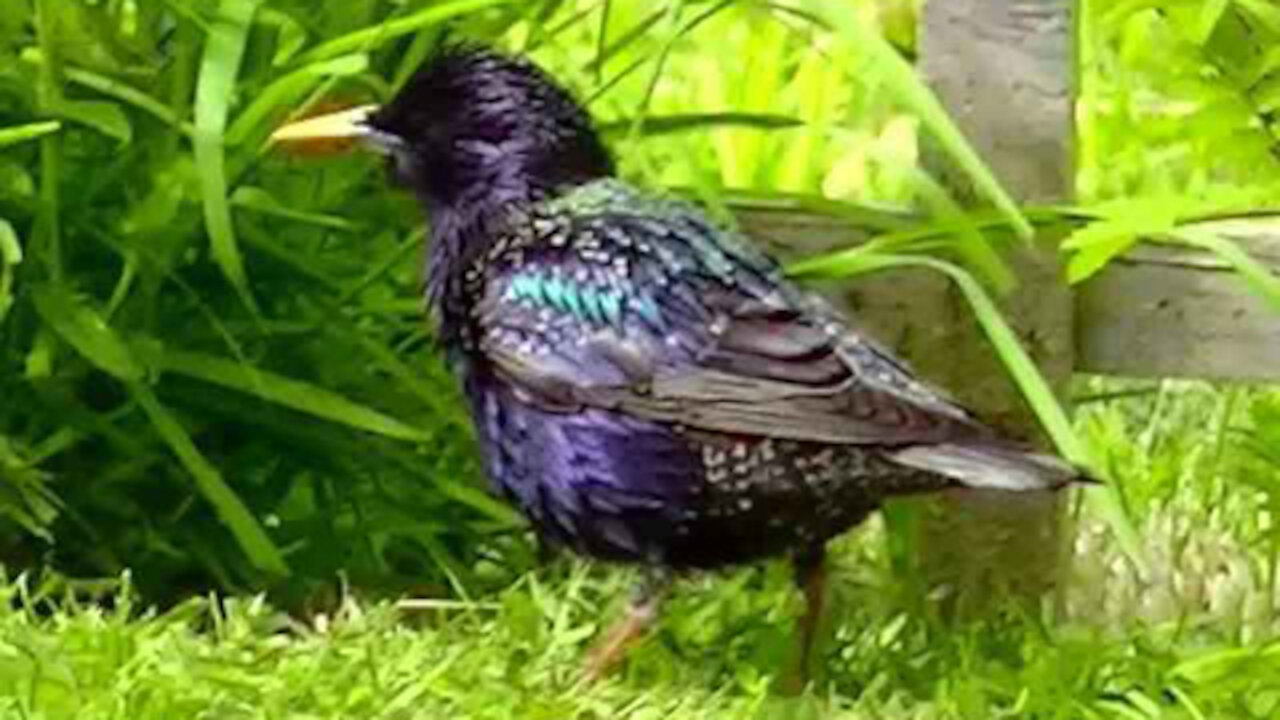 IECV NV #304 - 🐤 Starling Walking Around In The yard 5-10-2017