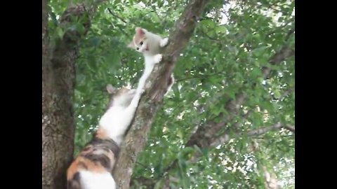 cat baby on the tree cat mom down the baby nice