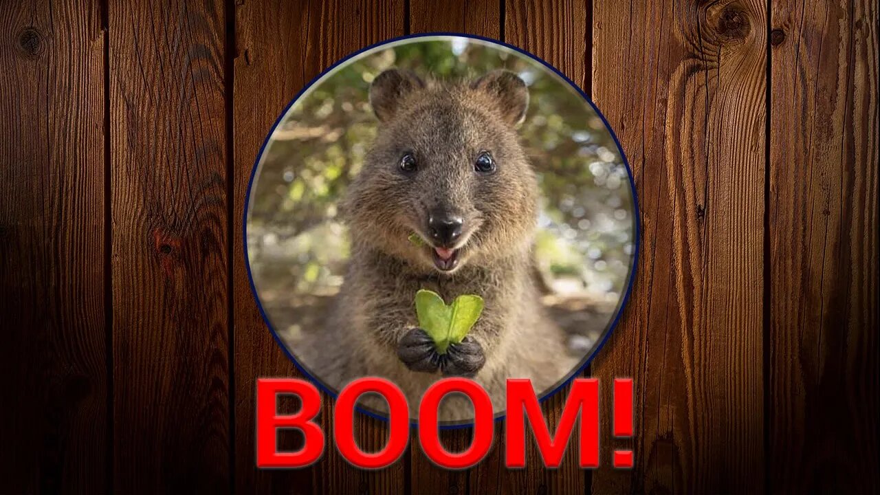 Quokka Booms 9