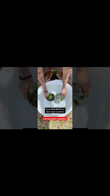 Como REGAR Suculentas? Como Regar Plantas Suculentas? #shorts