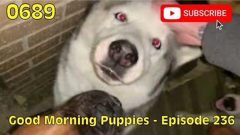 [0689] GOOD MORNING PUPPIES - EPISODE 236 [#dogs #doggos #doggies #puppies #dogdaycare]