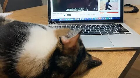 What my cat likes to watch on YouTube