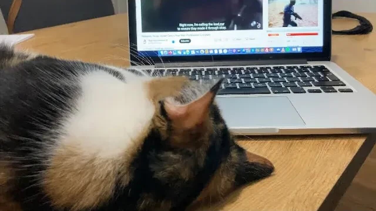 What my cat likes to watch on YouTube